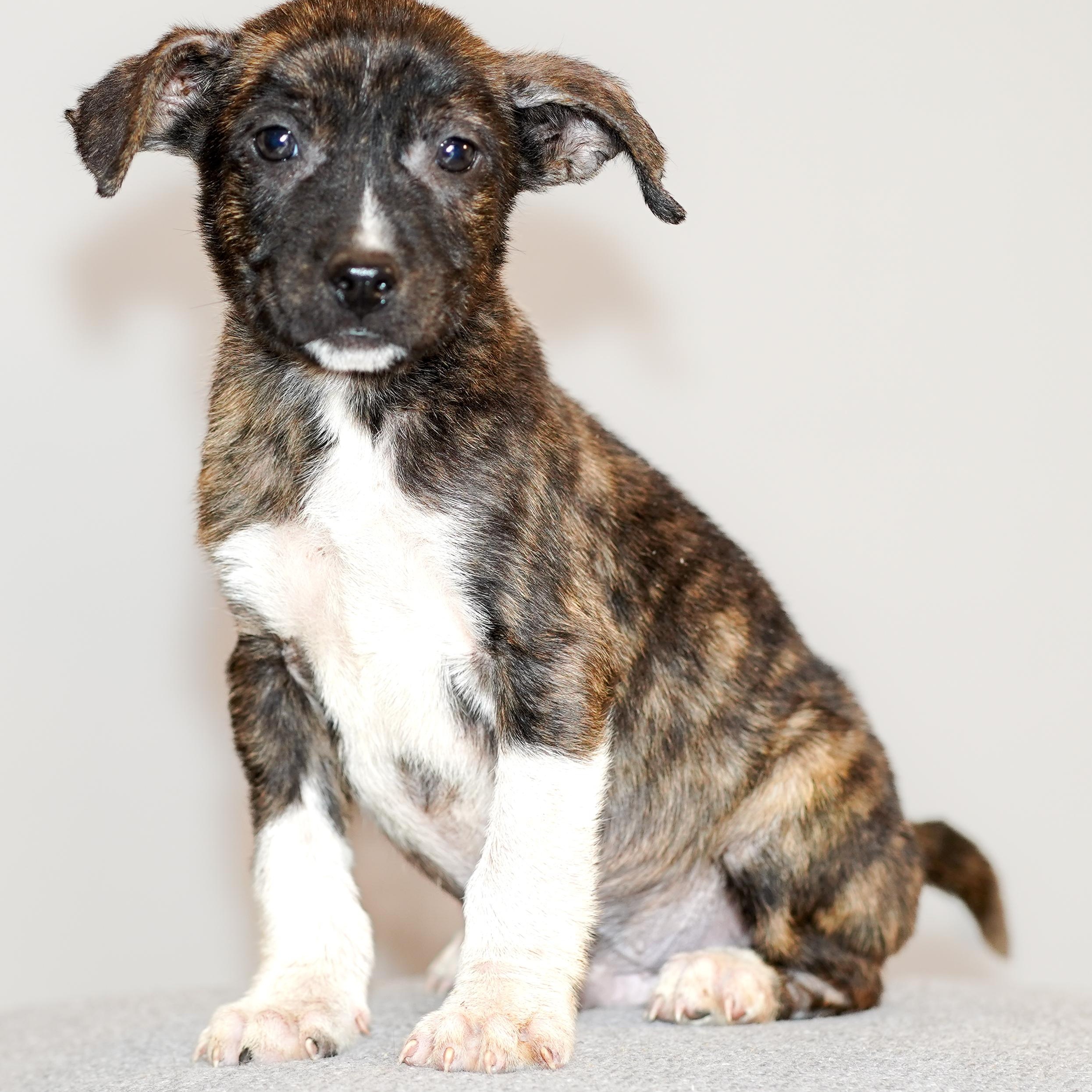 Enlarge Java, a Adoptable mixed breed in Porkland, OR image 5/6