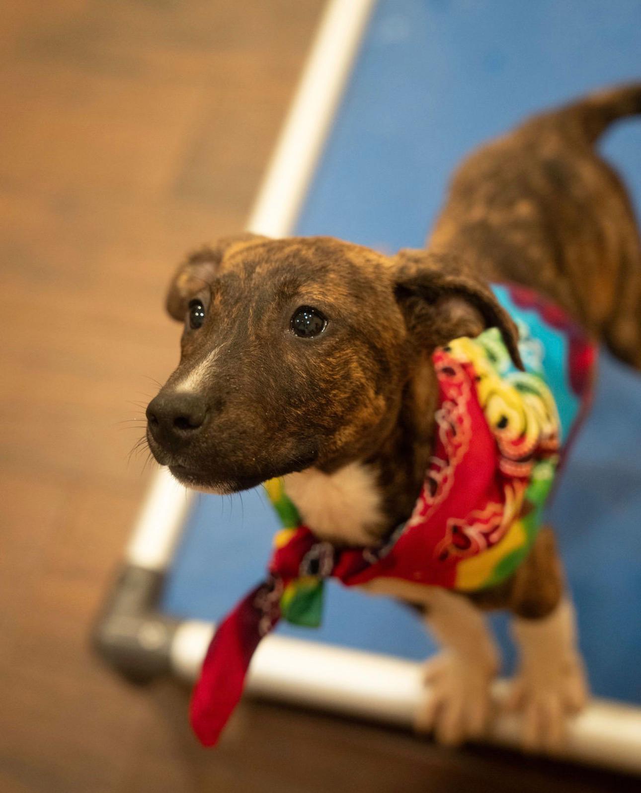 Enlarge Java, a Adoptable mixed breed in Porkland, OR image 1/6