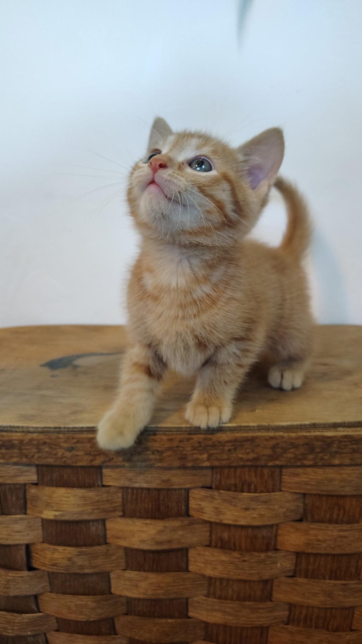Penne, adopted, Kitten Male Tabby & Domestic Short Hair.