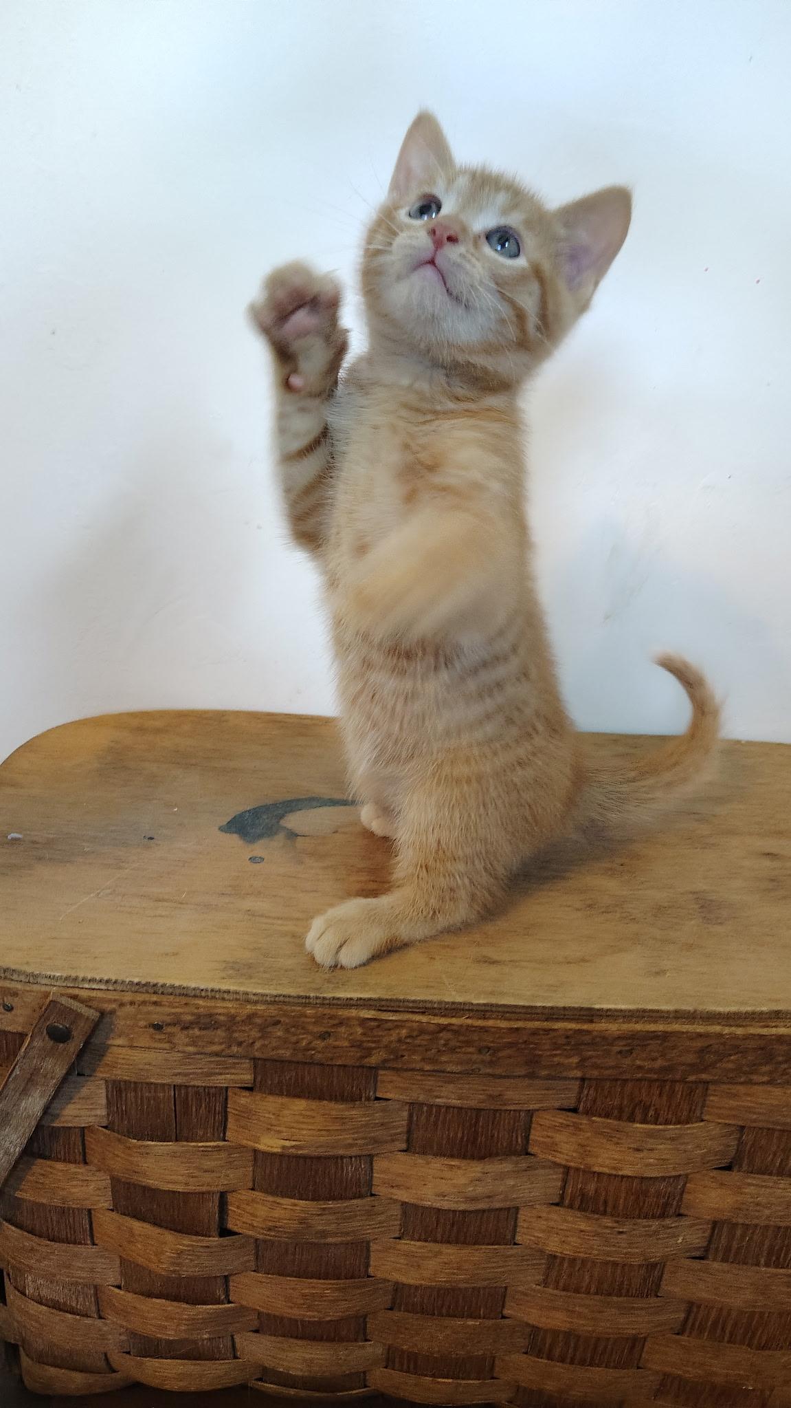 Penne, an adopted mixed breed in Murray, KY image 3/6