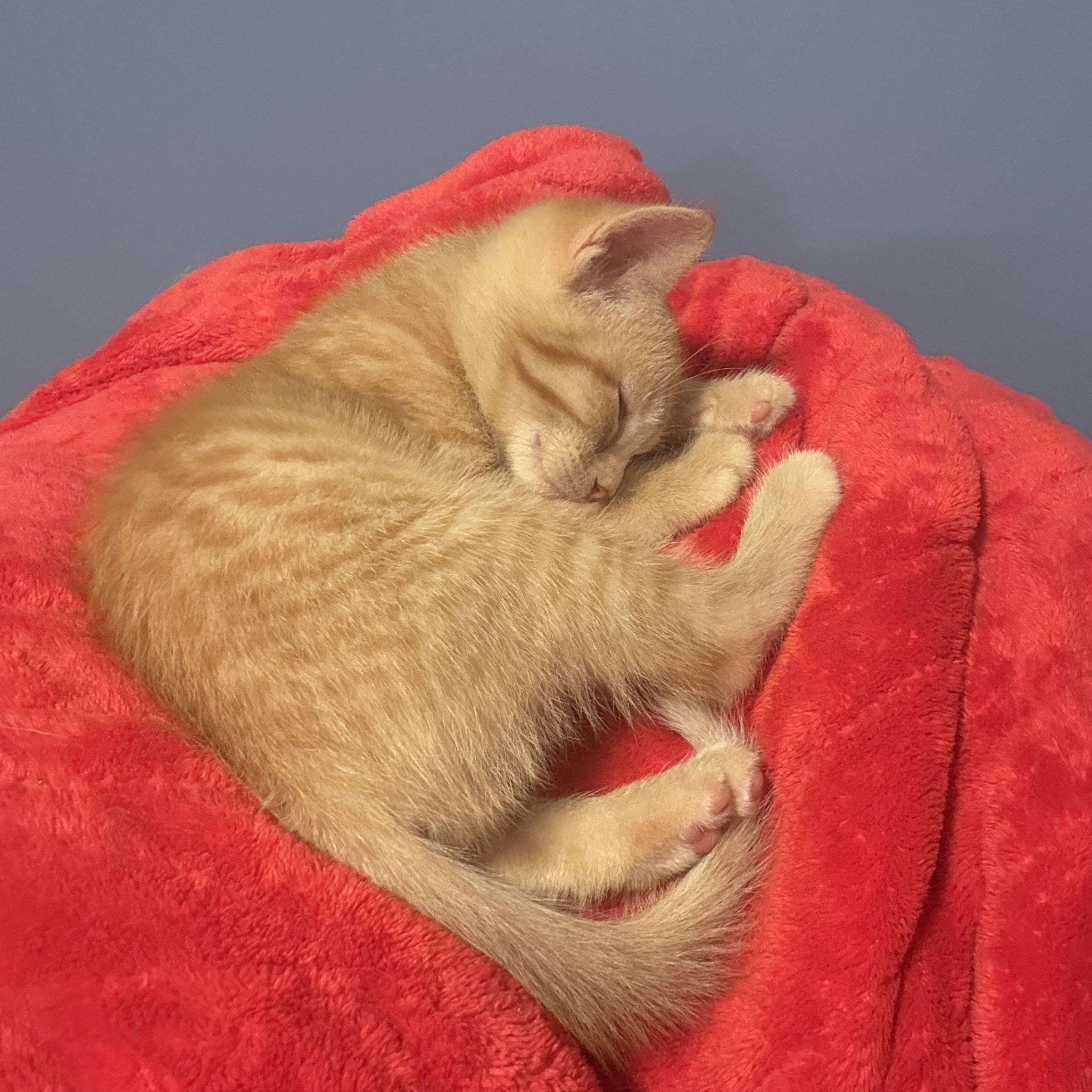Penne, an adopted mixed breed in Murray, KY image 4/6