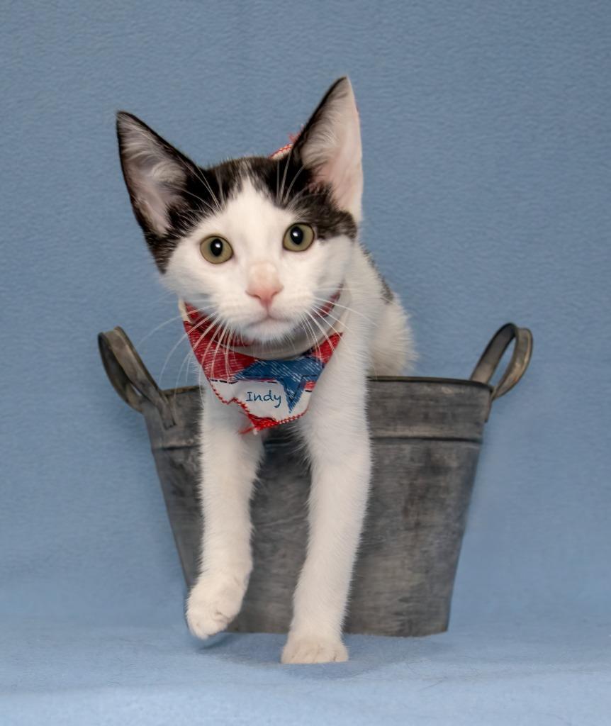 Indy, a Adoptable mixed breed in Hot Springs Village, AR image 1/2