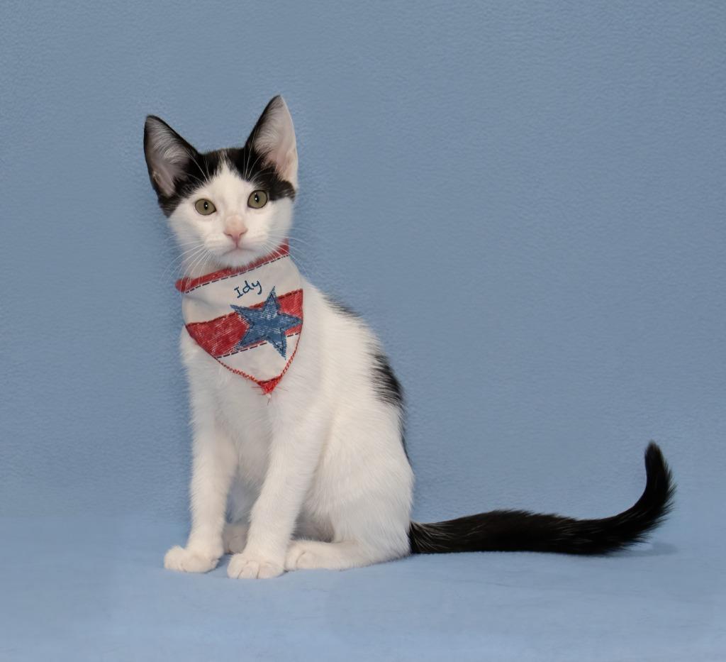 Indy, a Adoptable mixed breed in Hot Springs Village, AR image 2/2