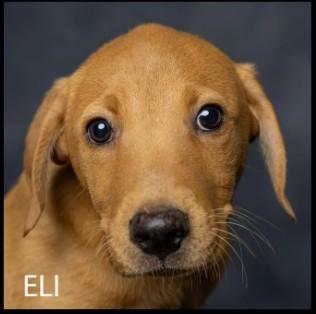 Eli (Gypsy & the Parsonage Pups), Adoptable, Puppy Male Mixed Breed.