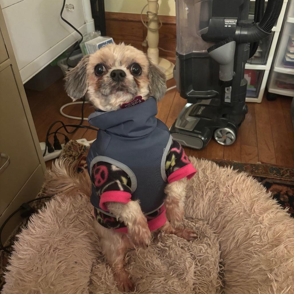 Andy, Adoptable, Senior Female Shih Tzu & Beagle.