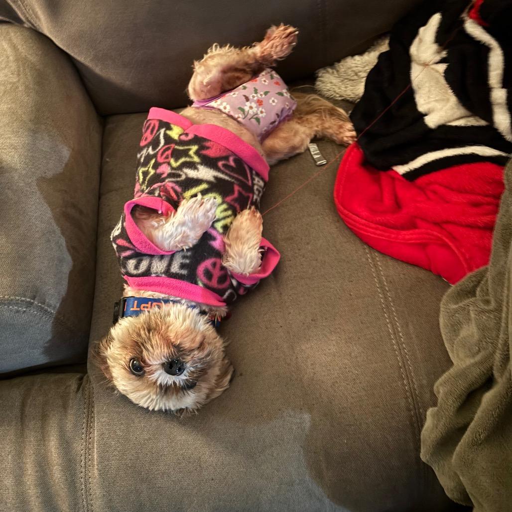 Enlarge Andy, a Adoptable mixed breed in Tunkhannock, PA image 2/3