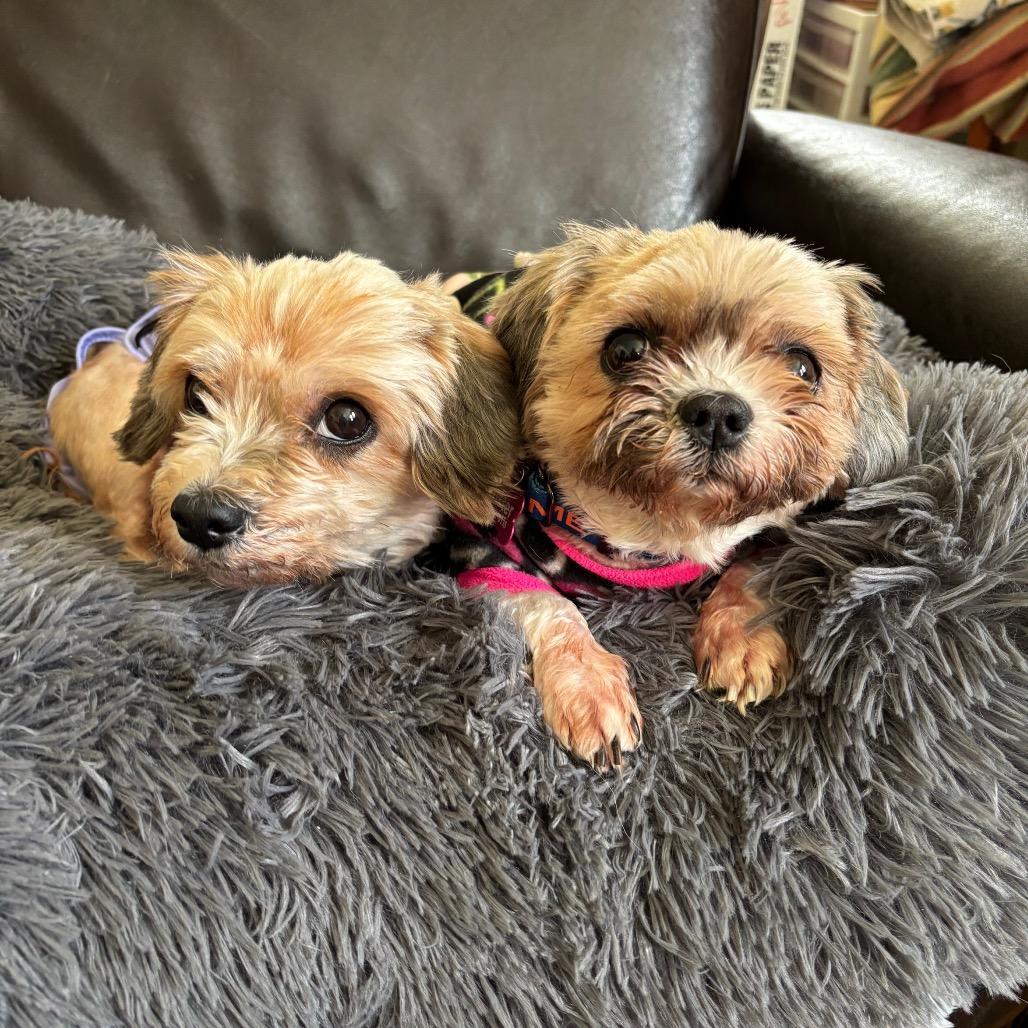 Enlarge Andy, a Adoptable mixed breed in Tunkhannock, PA image 3/3