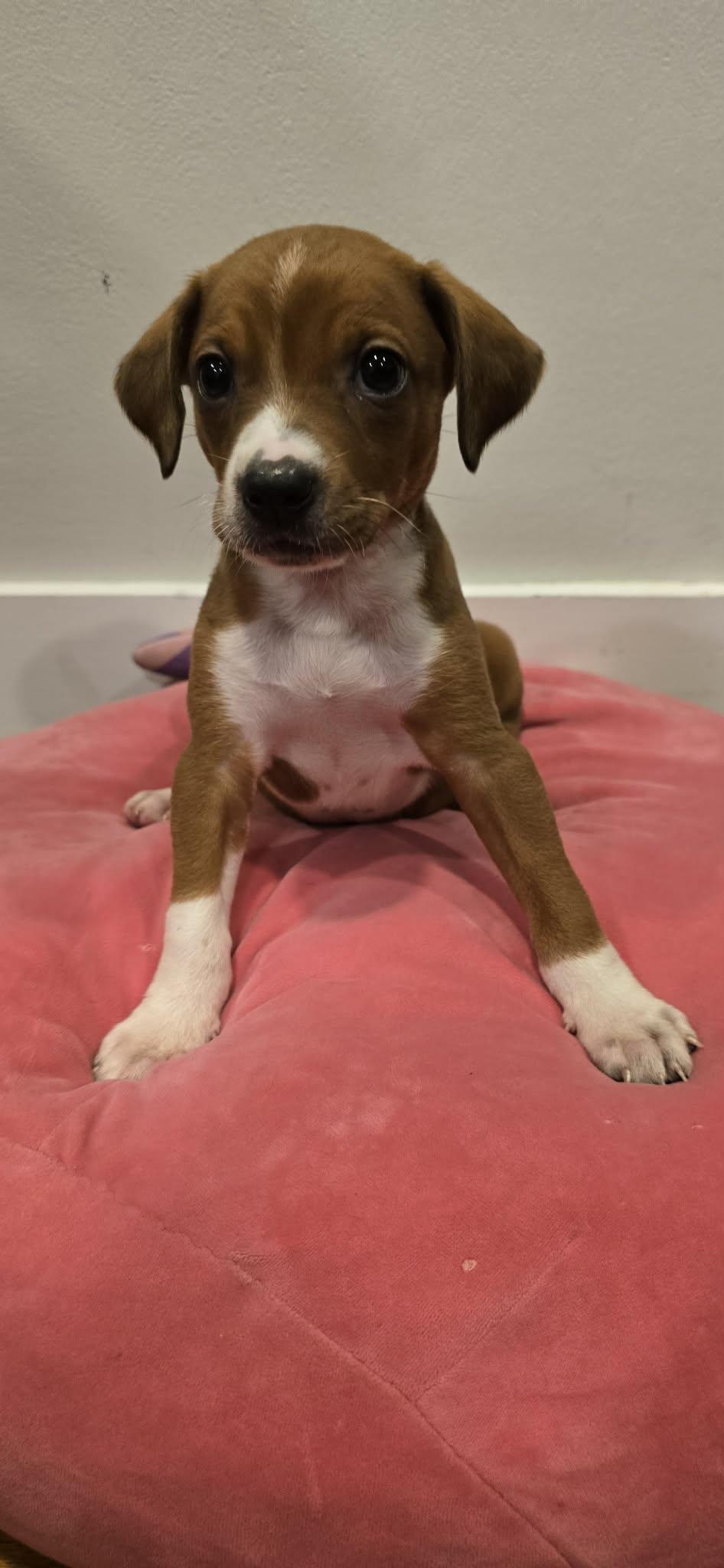 Enlarge Peach, an adopted mixed breed in Grand Rapids, MI image 1/2