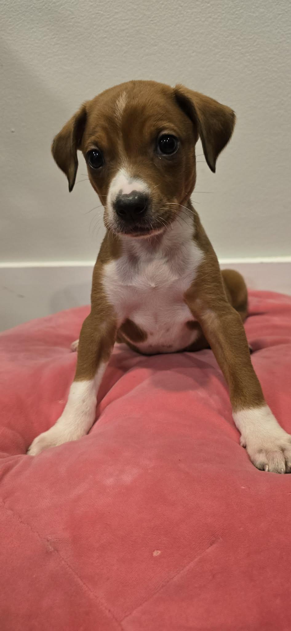 Enlarge Peach, an adopted mixed breed in Grand Rapids, MI image 2/2