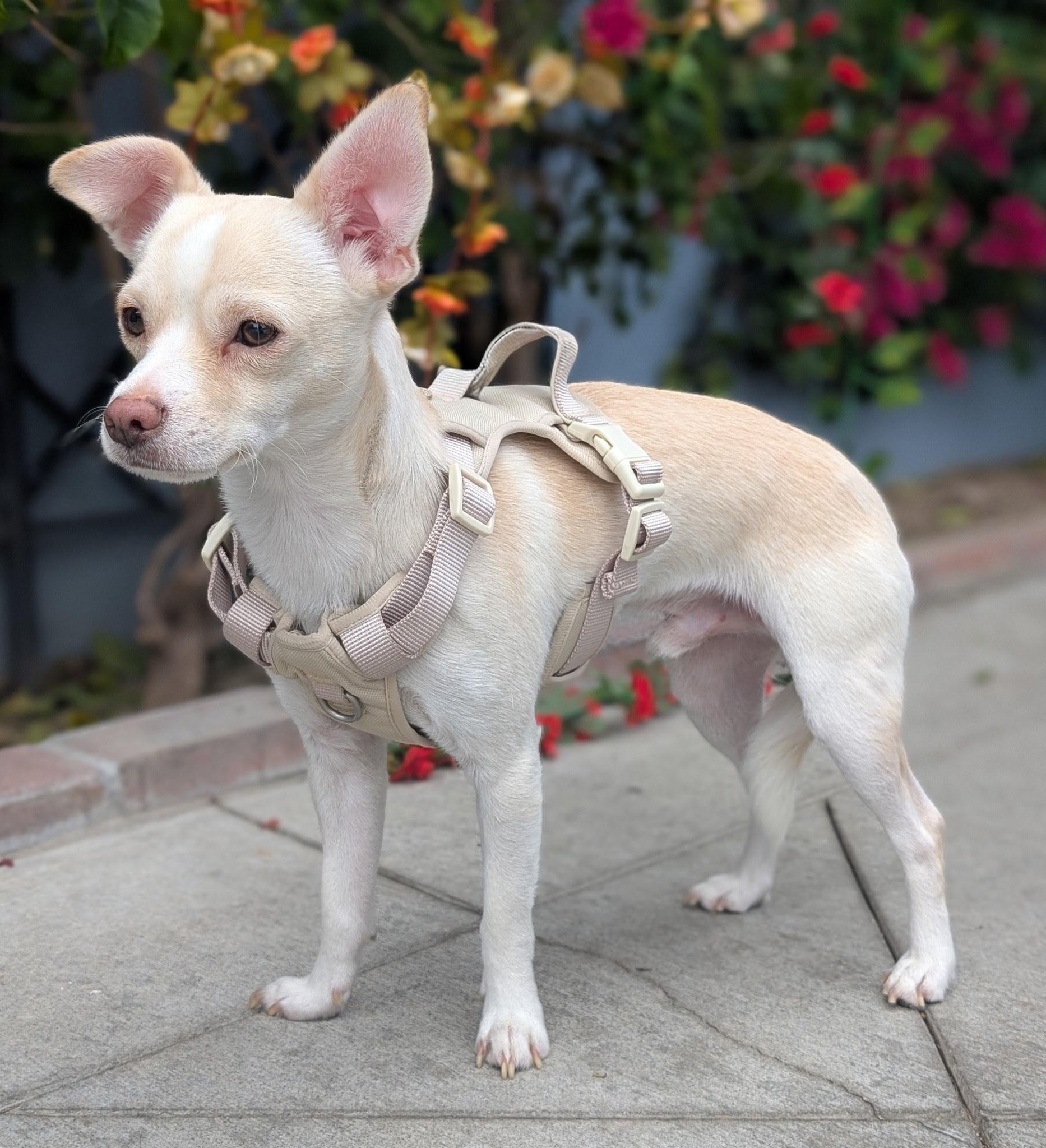 Niko, a ADOPTABLE mixed breed in Los Angeles, CA image 5/5