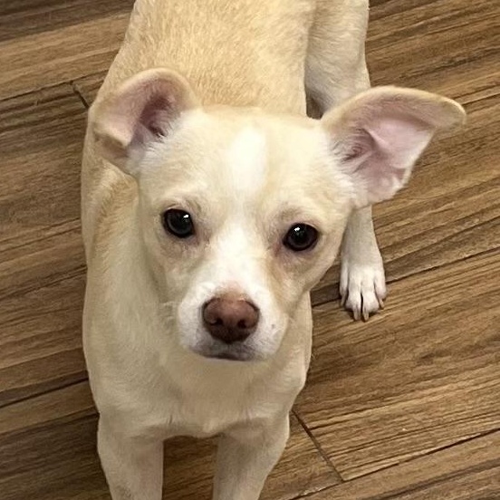 Niko, ADOPTABLE, Young Male Chiweenie.