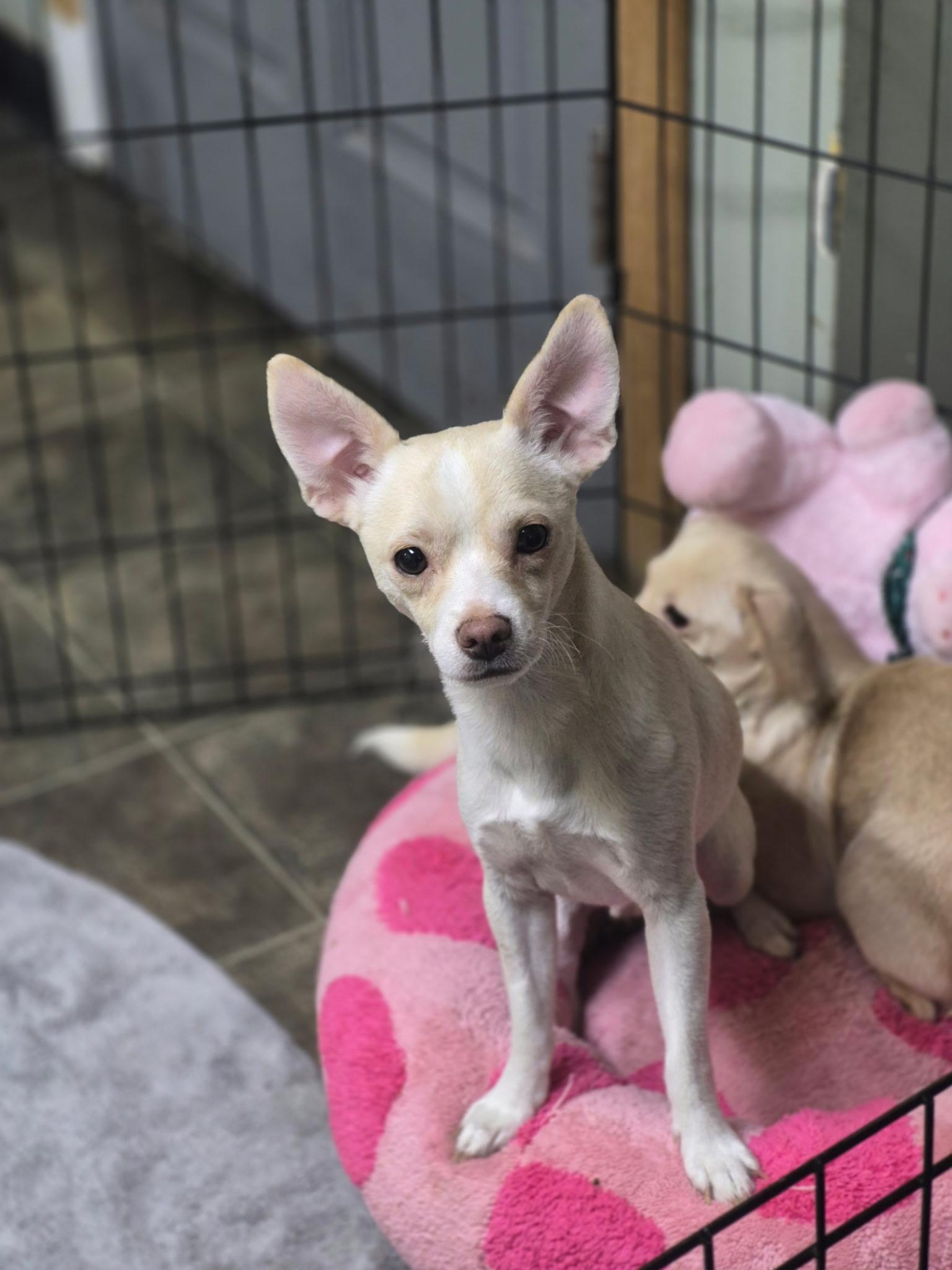 Niko, a ADOPTABLE mixed breed in Los Angeles, CA image 2/5