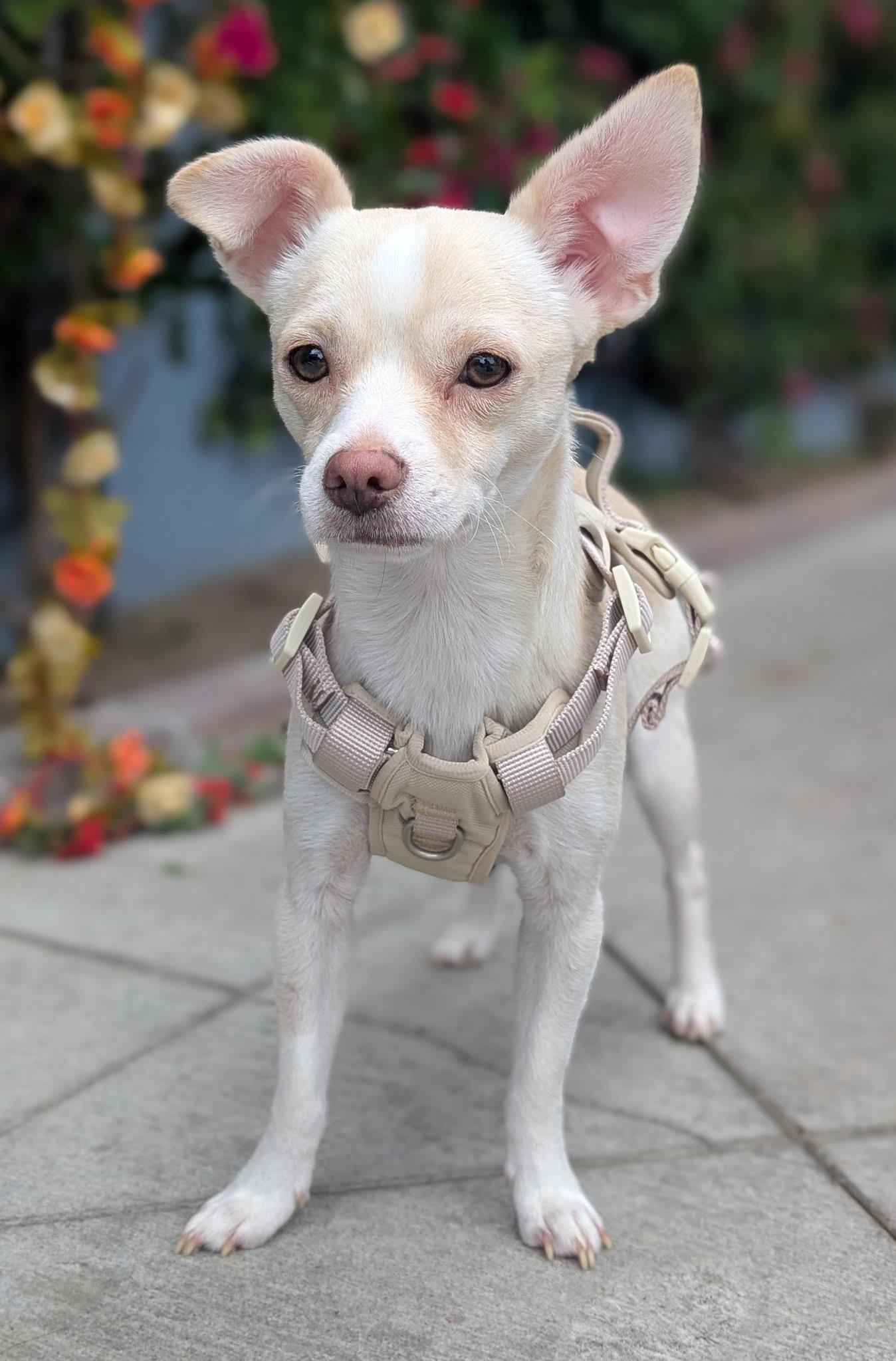 Niko, a ADOPTABLE mixed breed in Los Angeles, CA image 3/5