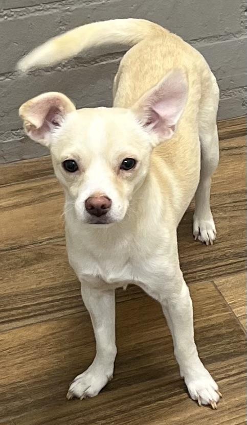 Niko, ADOPTABLE, Young Male Chiweenie.
