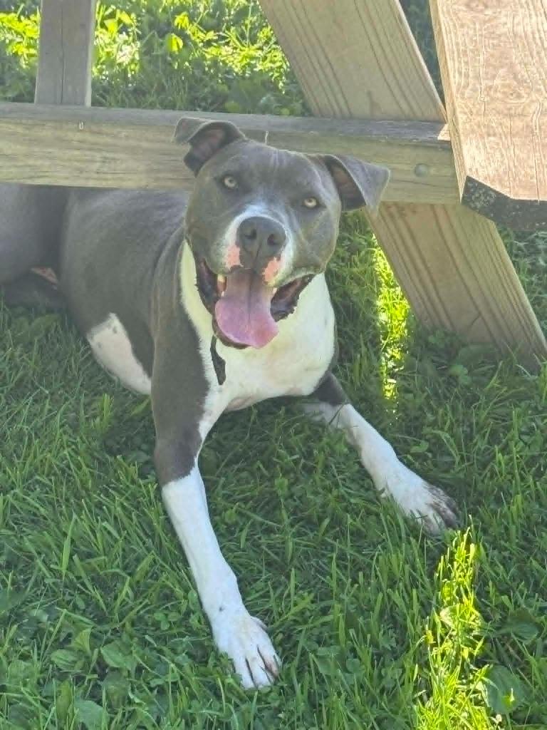 Girly, Adoptable, Young Female Pit Bull Terrier & Mixed Breed.