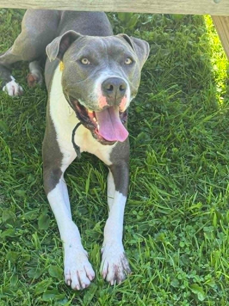 Girly, a Adoptable mixed breed in Marion, OH image 2/5