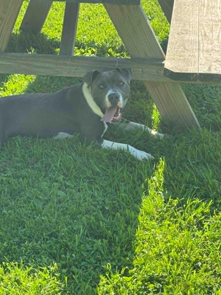 Girly, a Adoptable mixed breed in Marion, OH image 4/5
