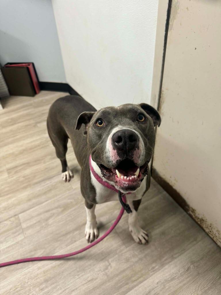 Girly, a Adoptable mixed breed in Marion, OH image 5/5