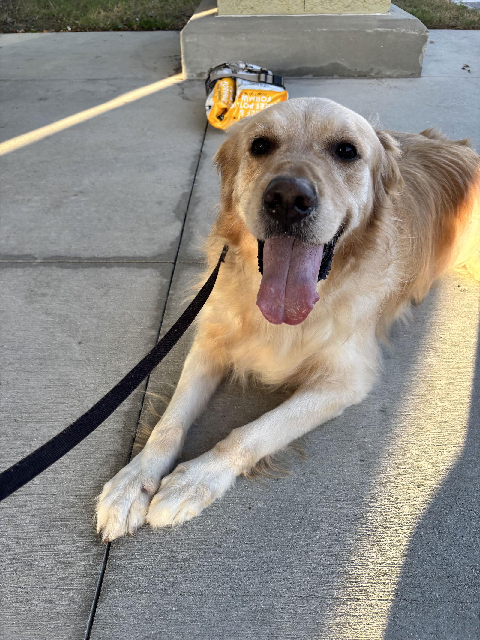 Titus Golden, Adoptable, Young Male Golden Retriever.