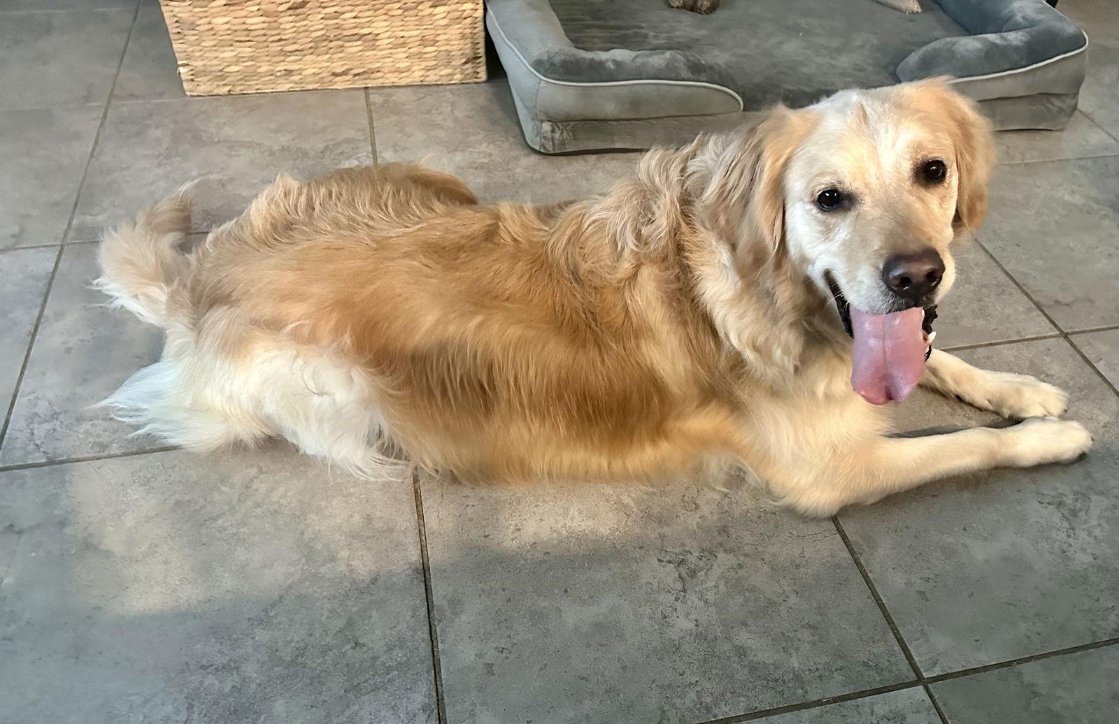 Titus Golden, Adoptable, Young Male Golden Retriever.