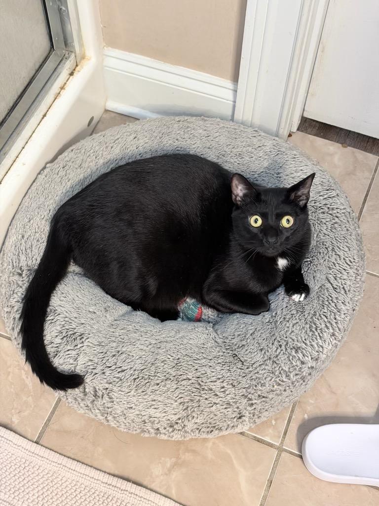 Enlarge *Texas Pete, a Adoptable mixed breed in Newnan, GA image 2/4