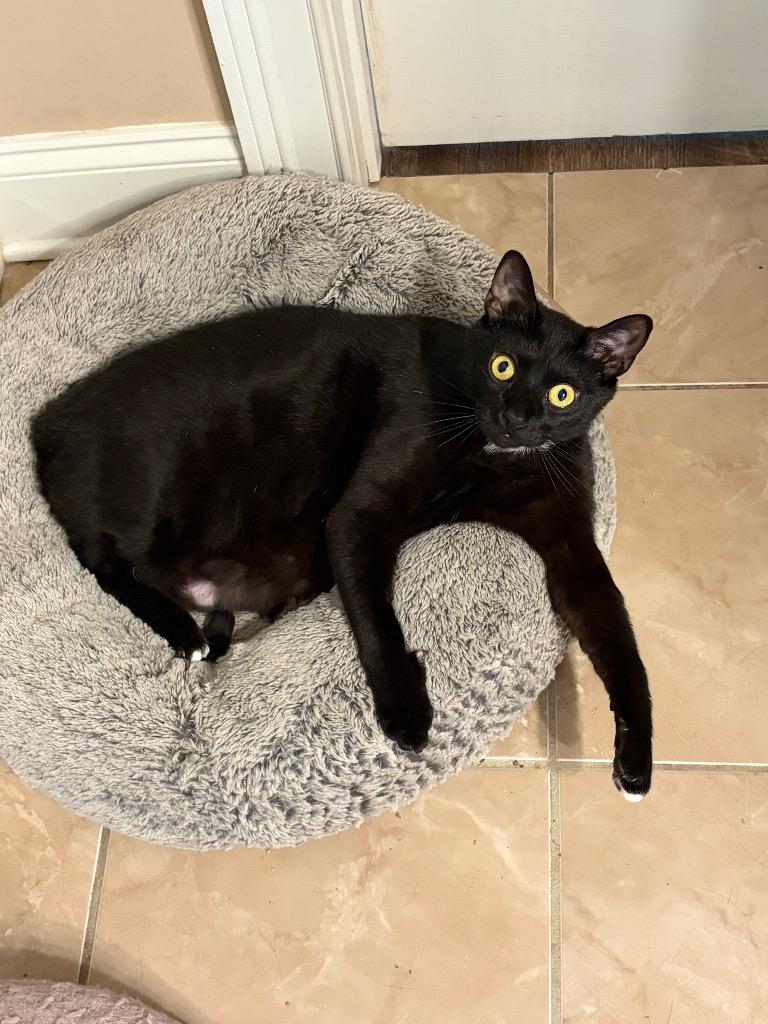 Enlarge *Texas Pete, a Adoptable mixed breed in Newnan, GA image 3/4