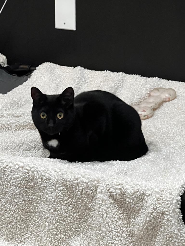 Enlarge *Texas Pete, a Adoptable mixed breed in Newnan, GA image 4/4
