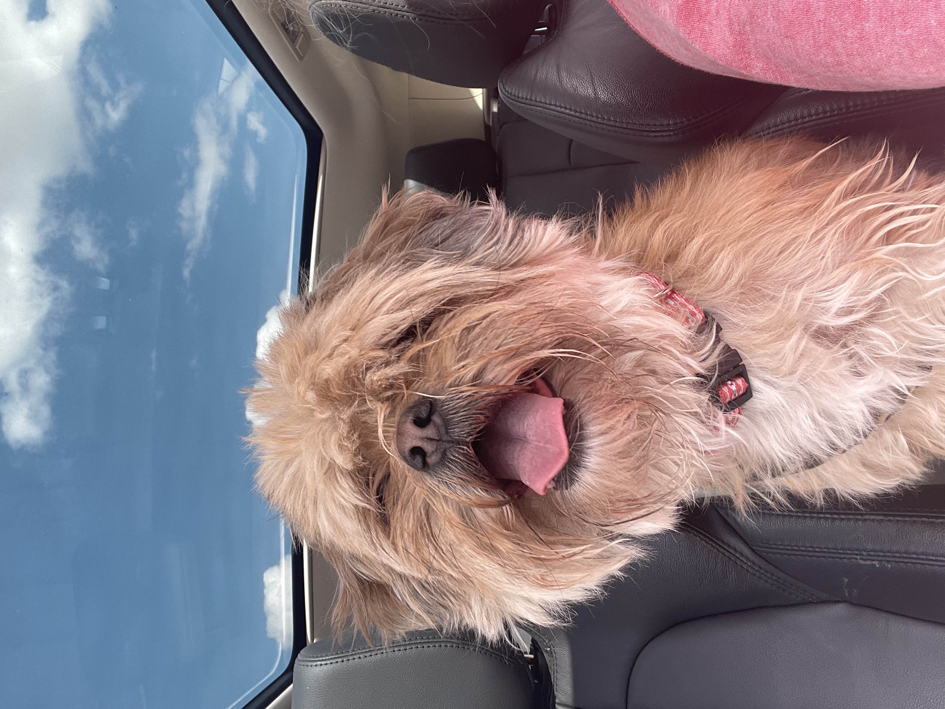 Maggie, Adopted, Adult Female Lhasa Apso.