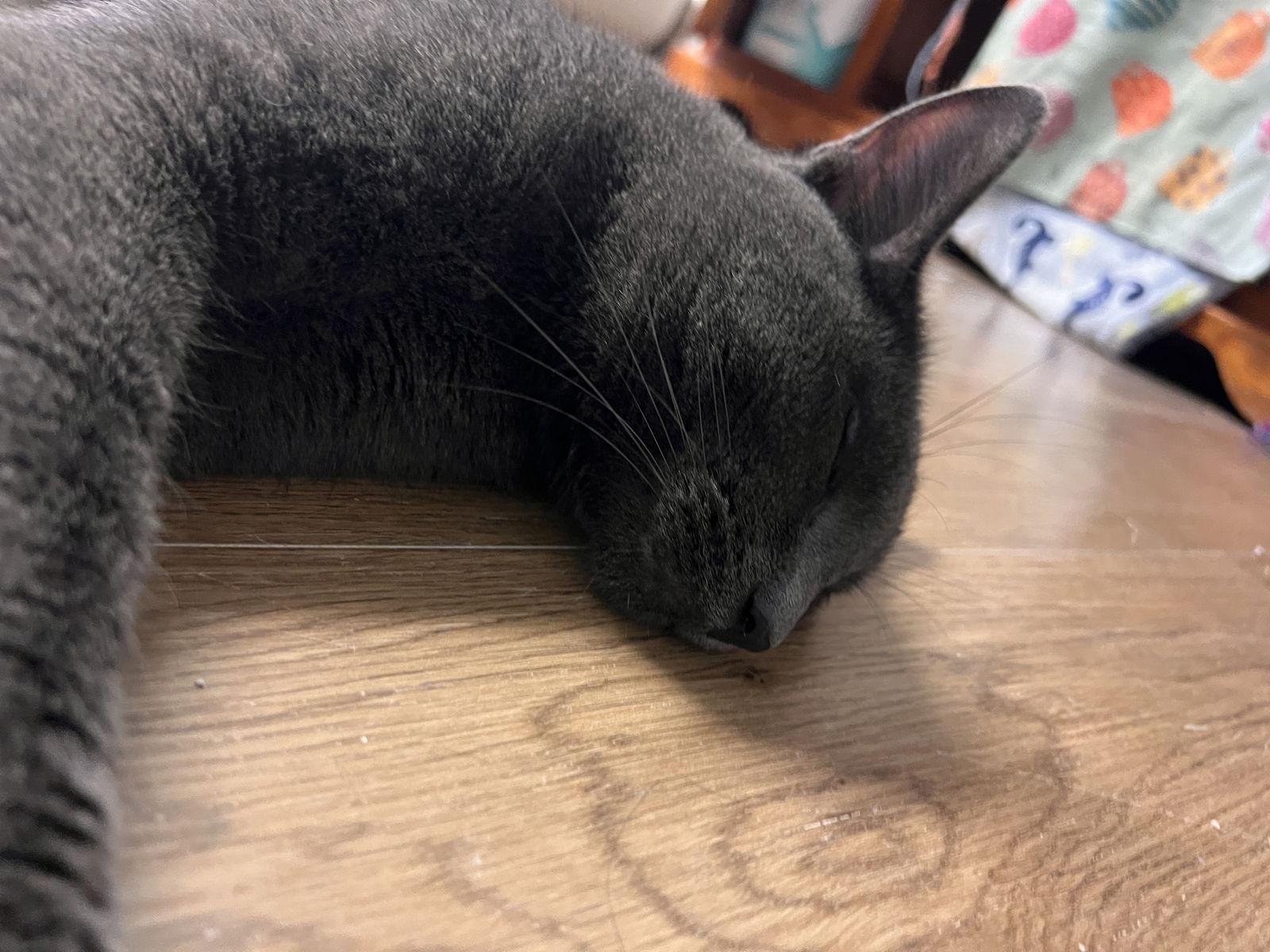 Floyd, a Adoptable Domestic Short Hair in Webster, WI image 1/3