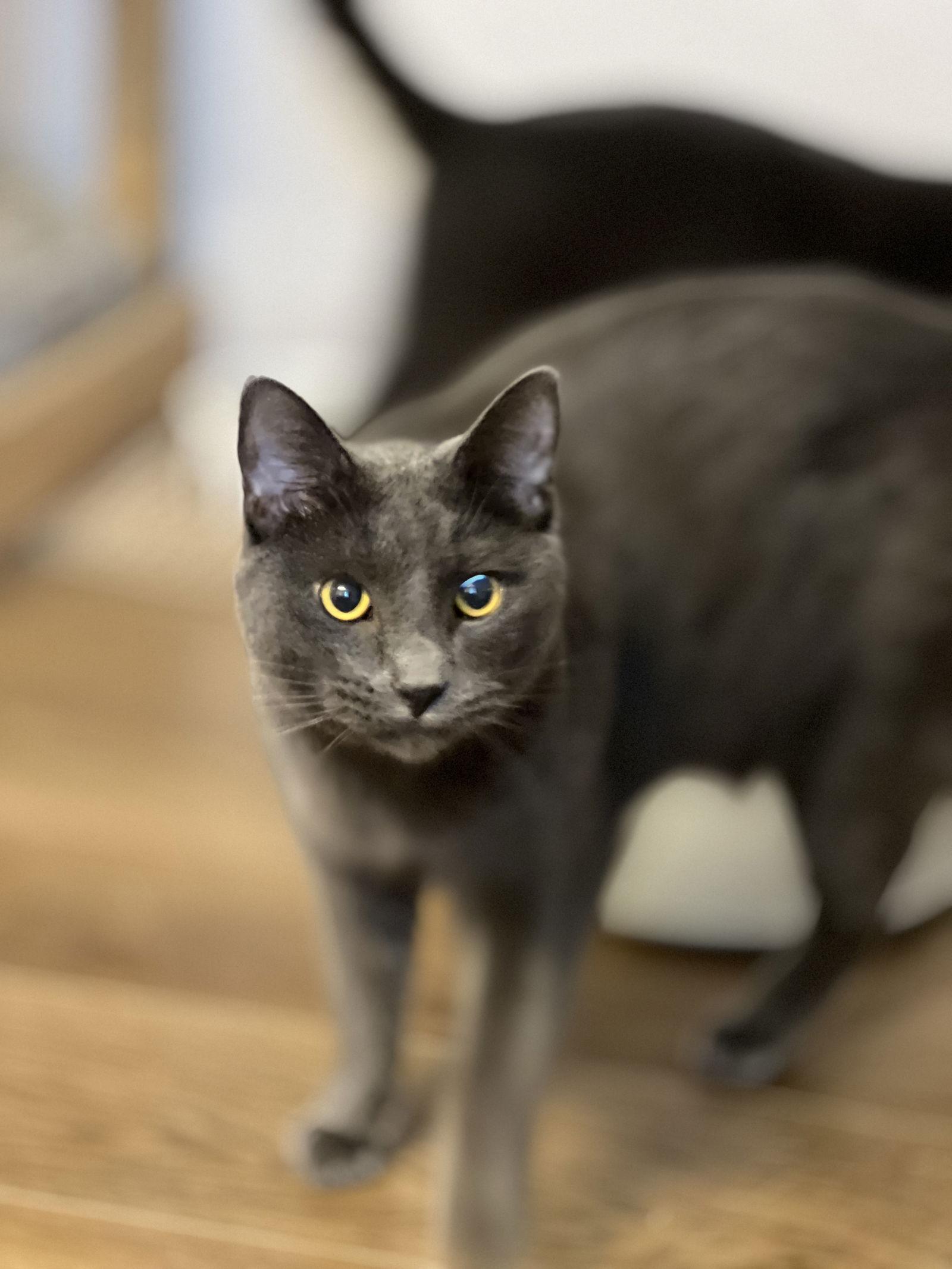 Floyd, a Adoptable Domestic Short Hair in Webster, WI image 2/3