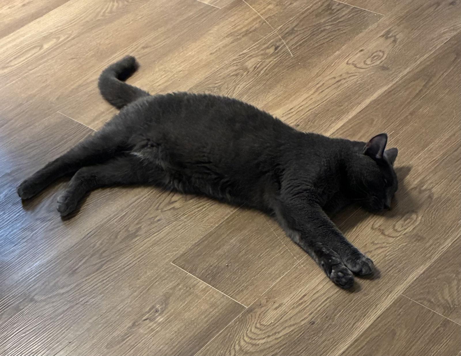 Floyd, a Adoptable Domestic Short Hair in Webster, WI image 3/3