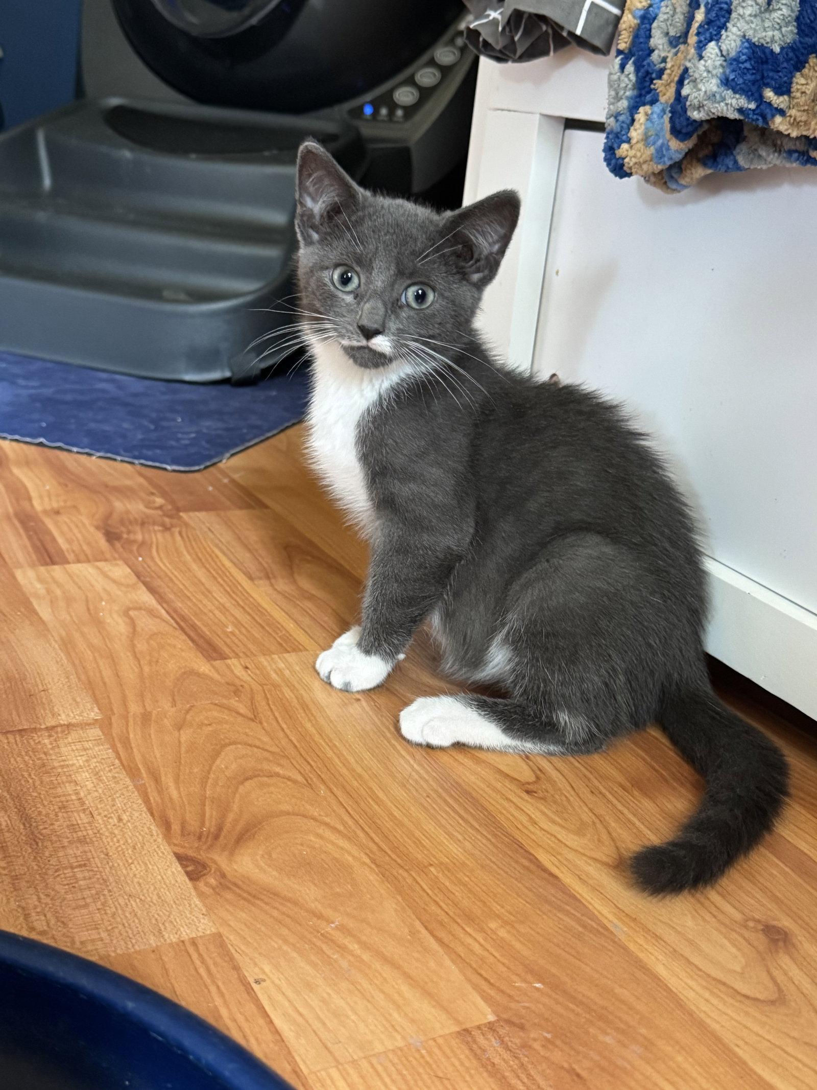 Asher, Adoptable, Kitten Male Domestic Short Hair.