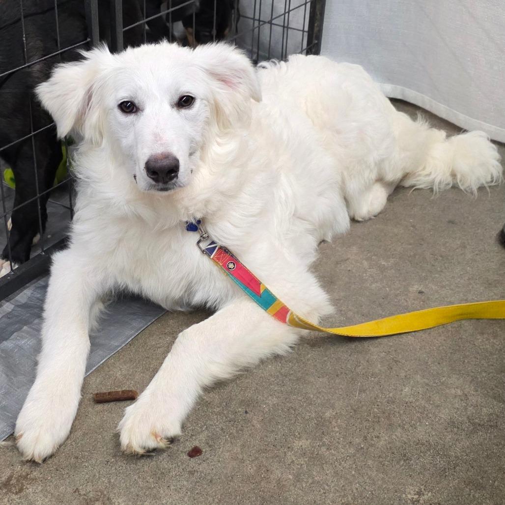 Enlarge Winter, a Adoptable Great Pyrenees in Lima, OH image 1/3