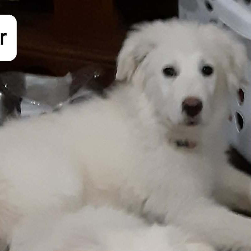 Enlarge Winter, a Adoptable Great Pyrenees in Lima, OH image 2/3