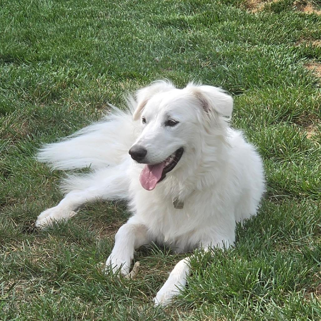 Enlarge Winter, a Adoptable Great Pyrenees in Lima, OH image 3/4