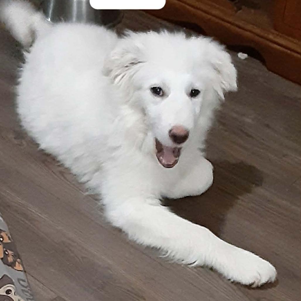 Enlarge Winter, a Adoptable Great Pyrenees in Lima, OH image 3/3