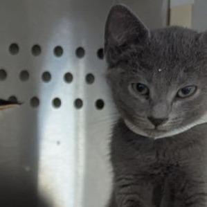 Bali, Adoptable, Kitten Male Domestic Short Hair.