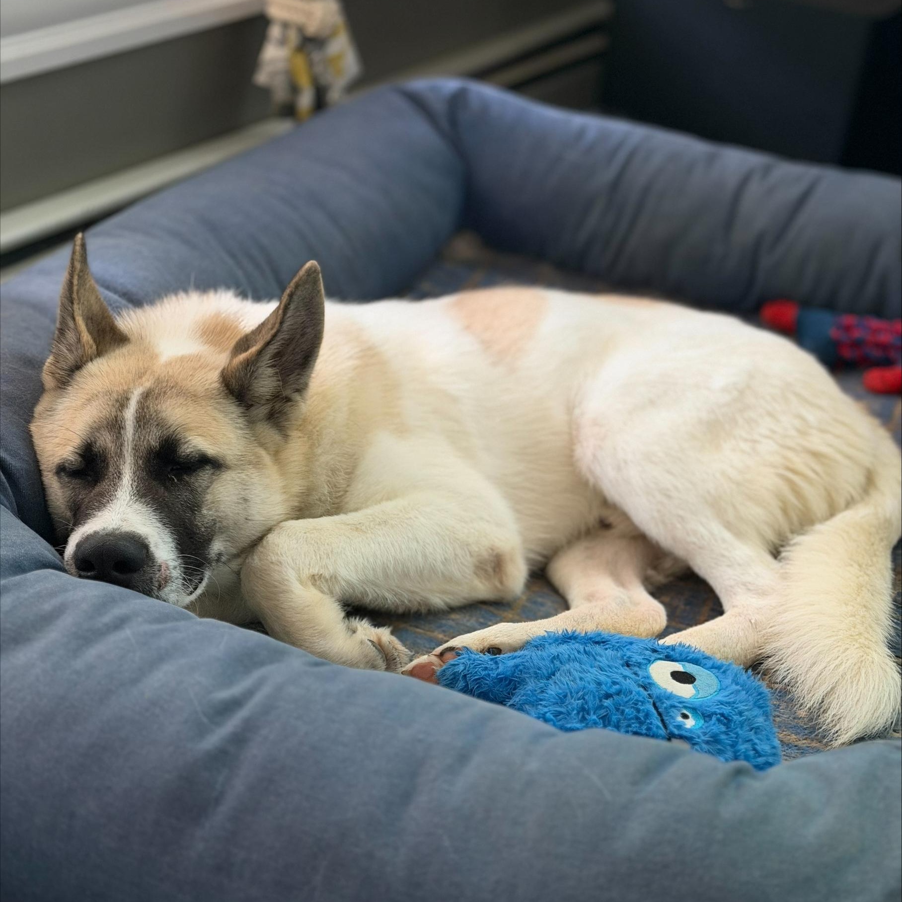 Enlarge Mac, a Adoptable mixed breed in Cumberland, RI image 3/6