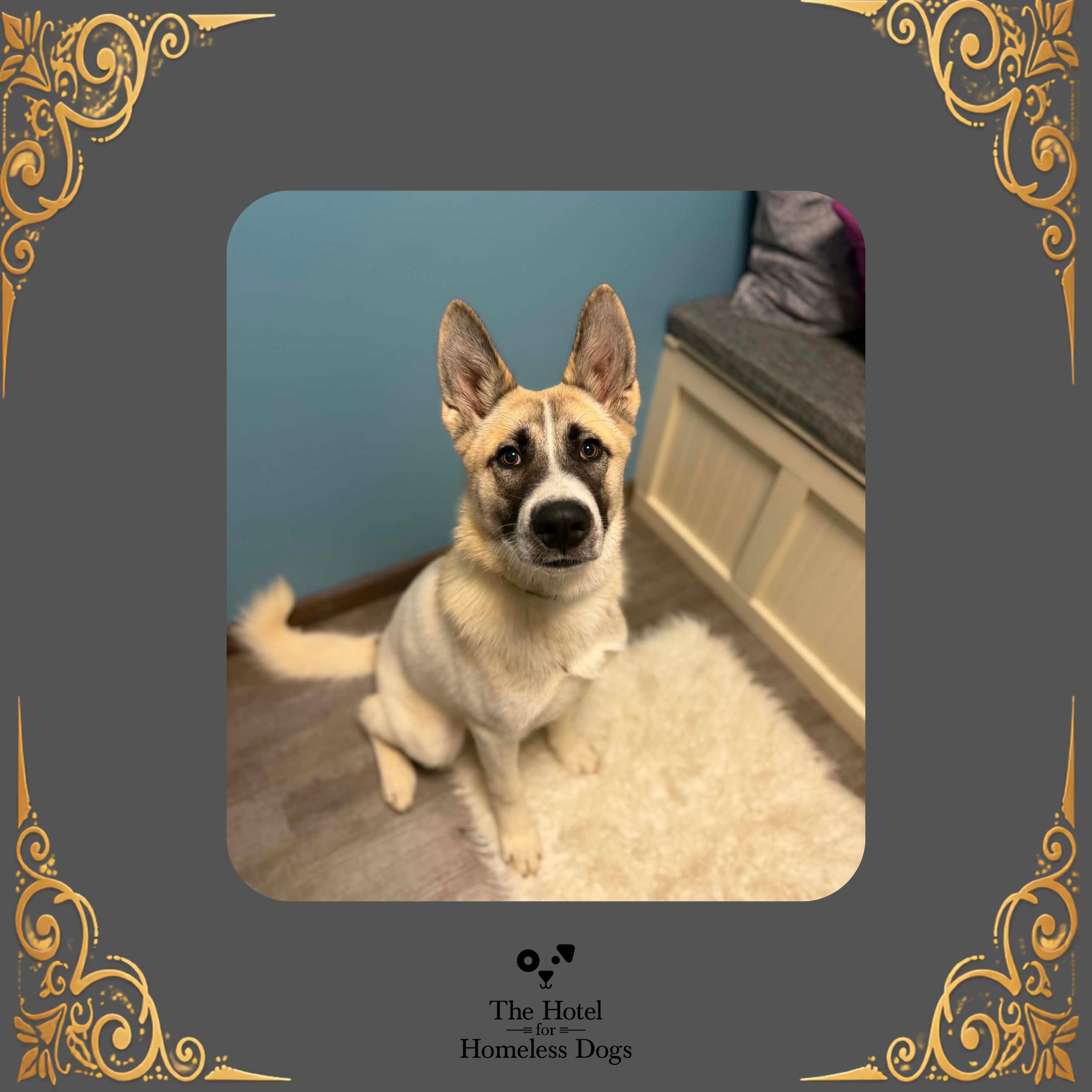 Mac, Adoptable, Young Male Belgian Shepherd / Malinois & Mixed Breed.