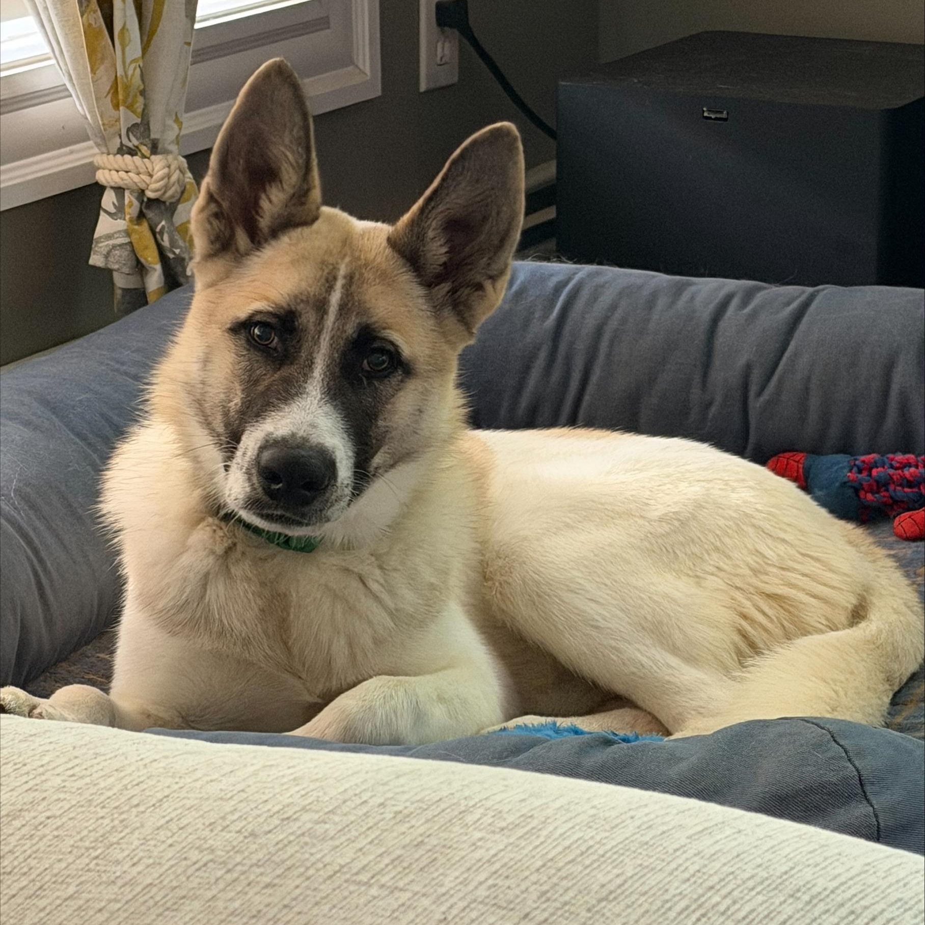 Enlarge Mac, a Adoptable mixed breed in Cumberland, RI image 4/6