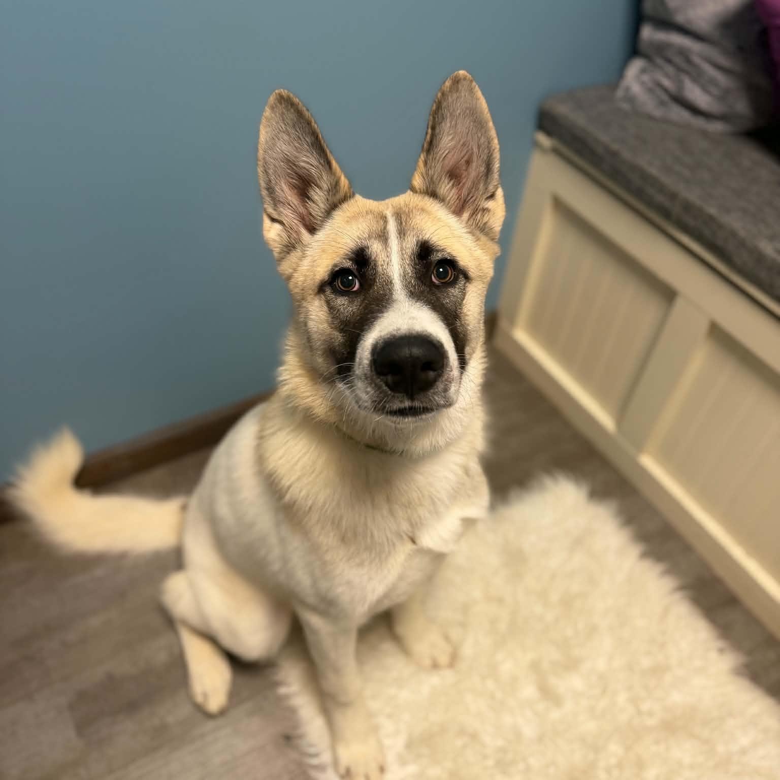 Enlarge Mac, a Adoptable mixed breed in Cumberland, RI image 5/6