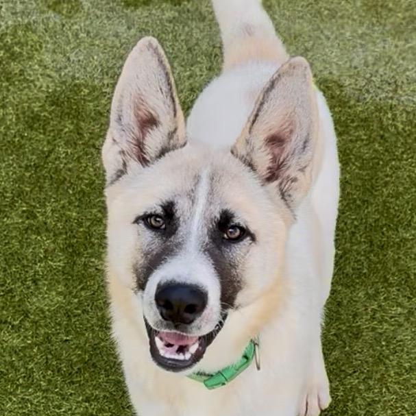 Enlarge Mac, a Adoptable mixed breed in Cumberland, RI image 2/6
