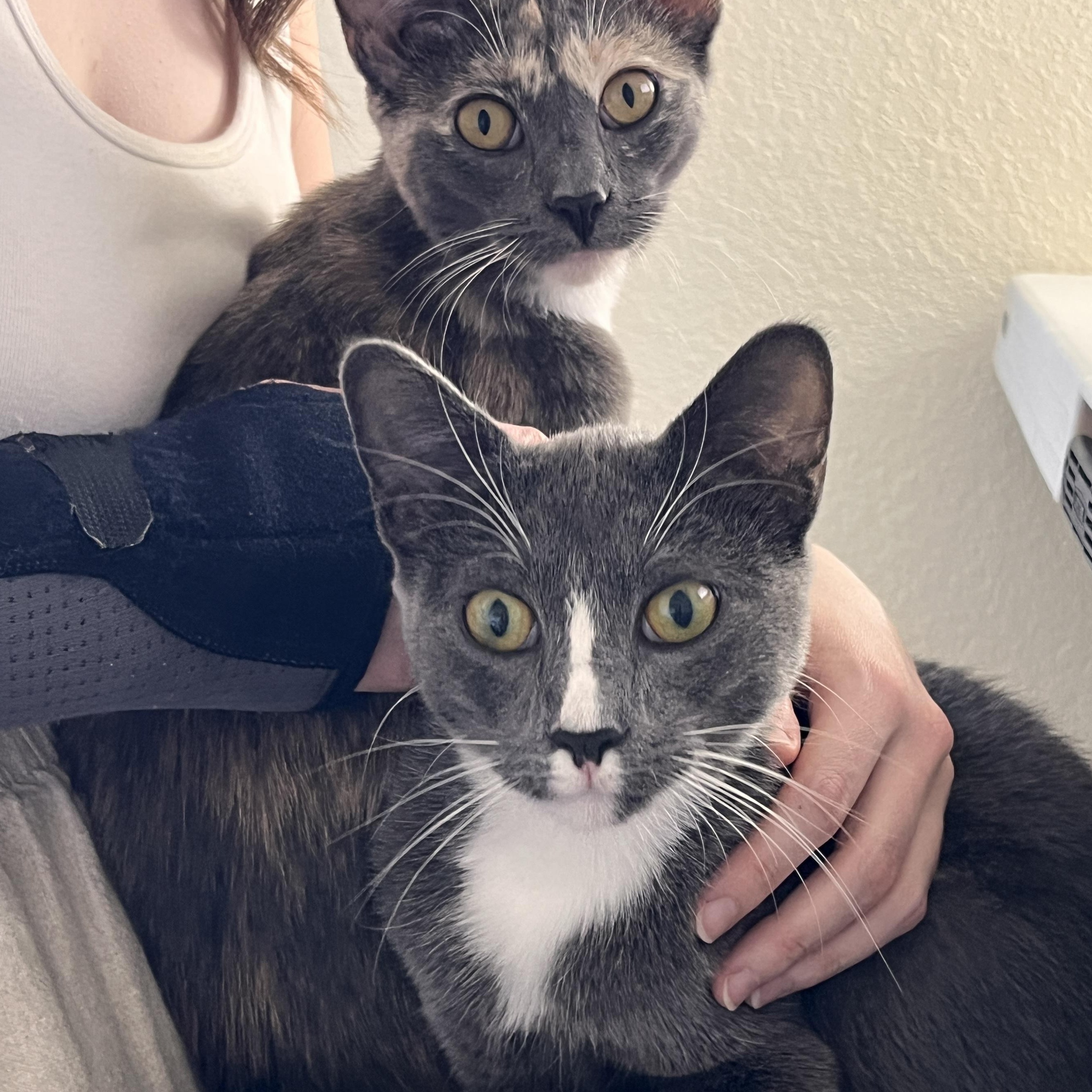 Enlarge Caleb, a Adoptable Domestic Short Hair in Tulsa, OK image 2/5