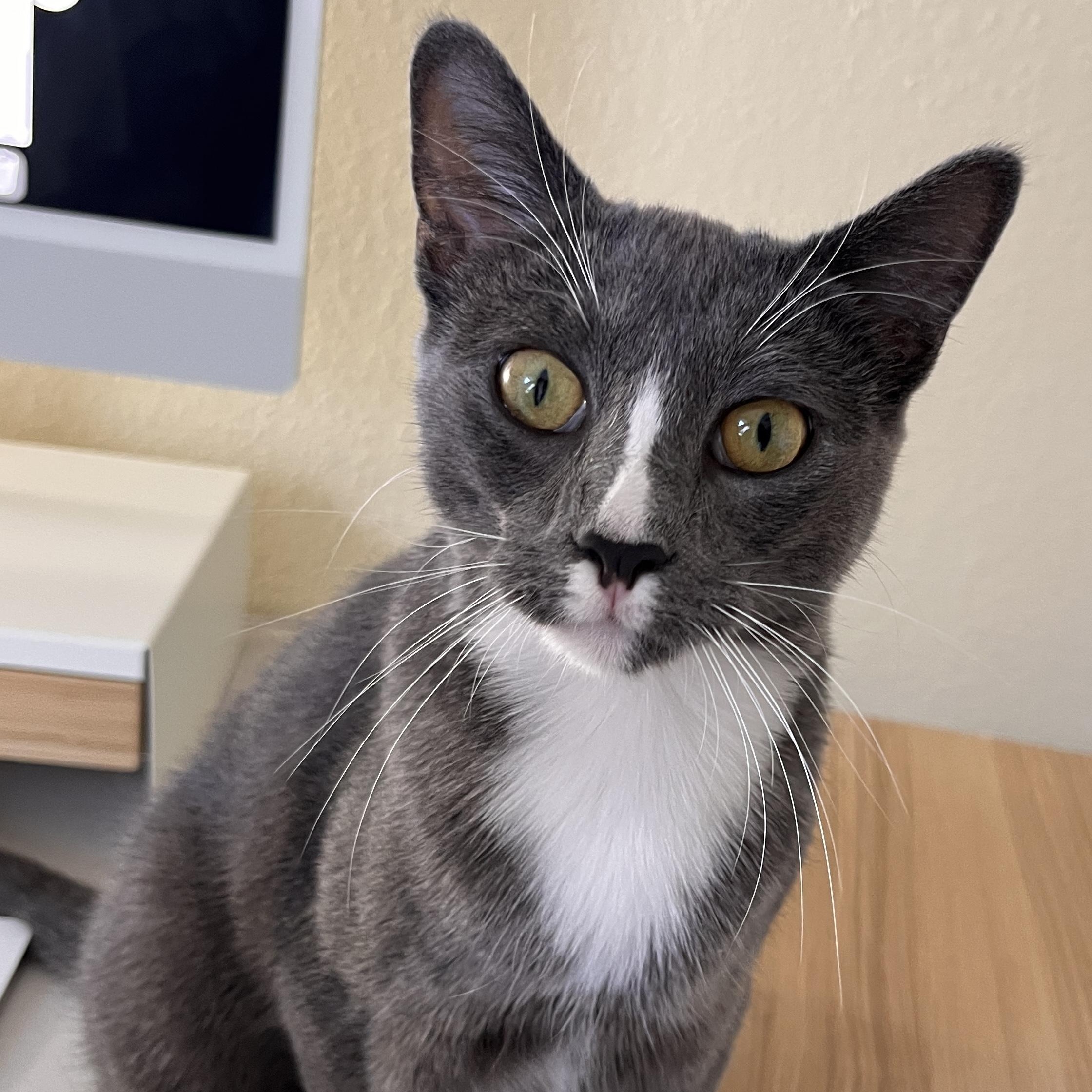 Caleb, Adoptable, Kitten Male Domestic Short Hair.