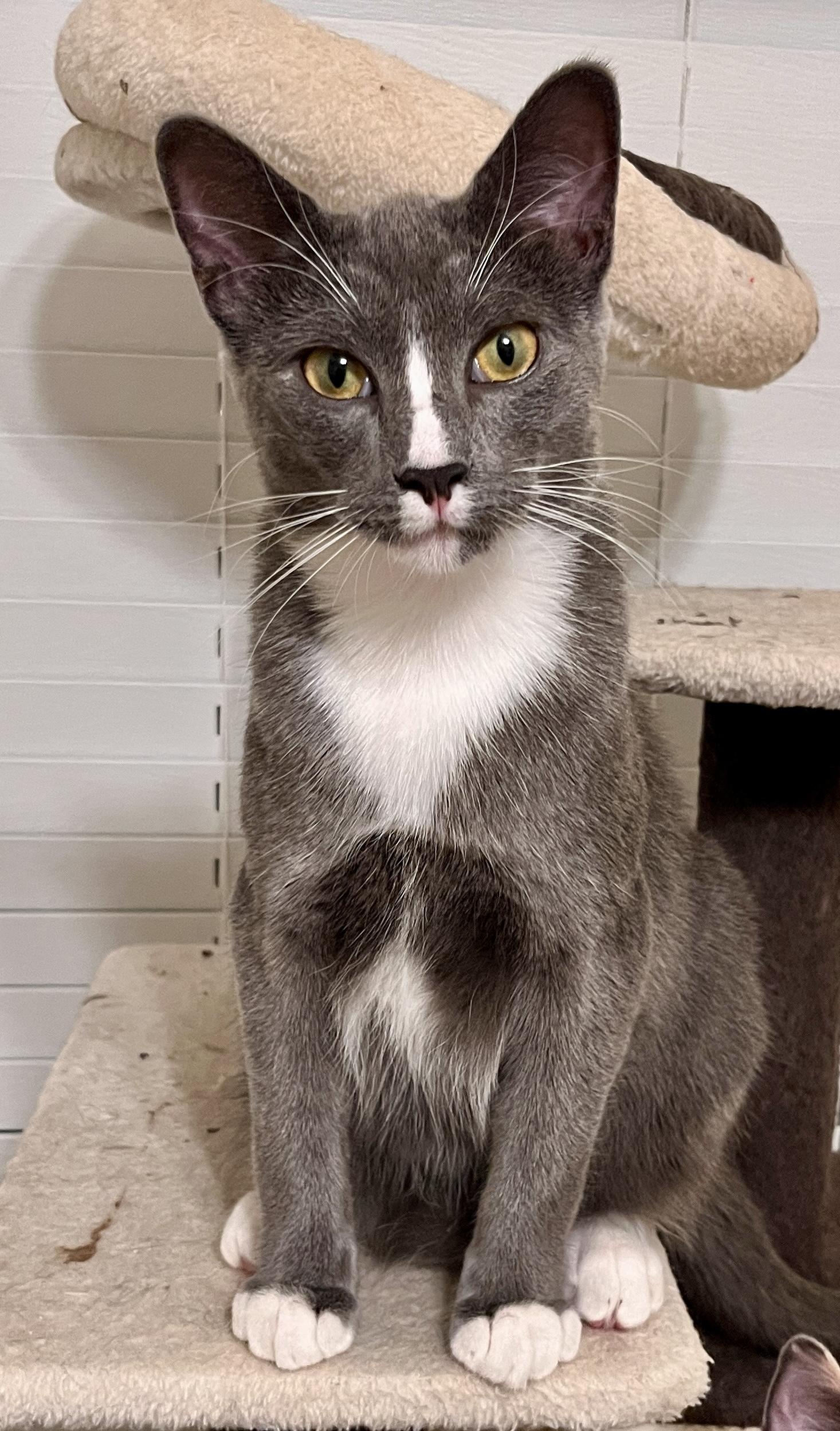 Enlarge Caleb, a Adoptable Domestic Short Hair in Tulsa, OK image 4/5