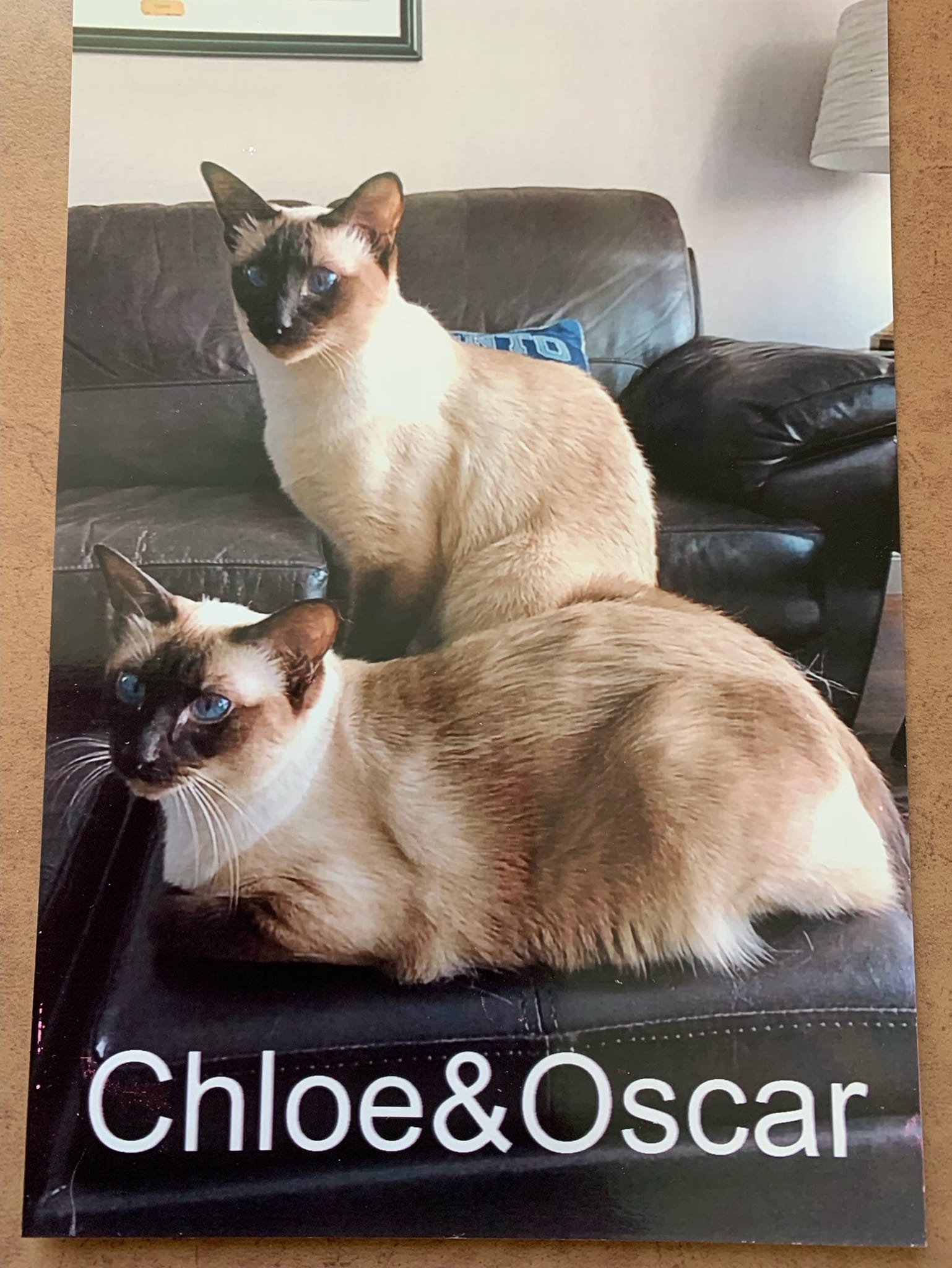 Chloe & Oscar, an adopted Siamese in Uxbridge, ON_image-1
