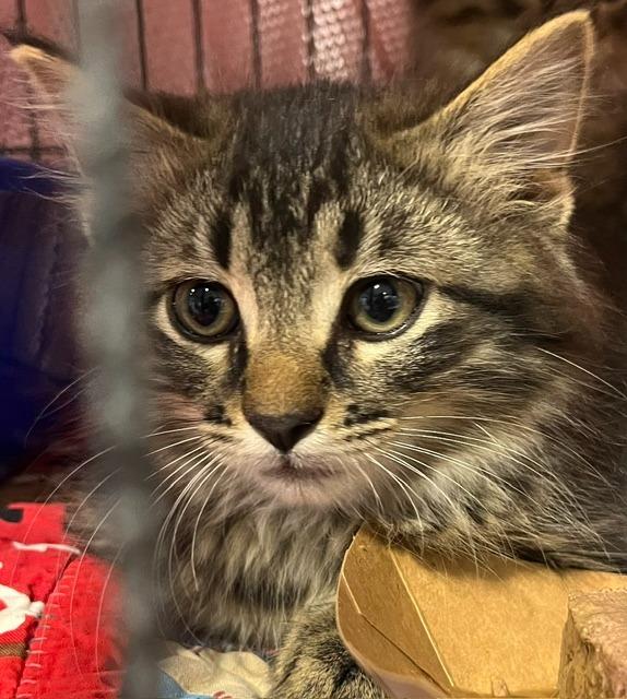 Enlarge Basil, a ADOPTABLE Domestic Short Hair in Webster City, IA image 1/1