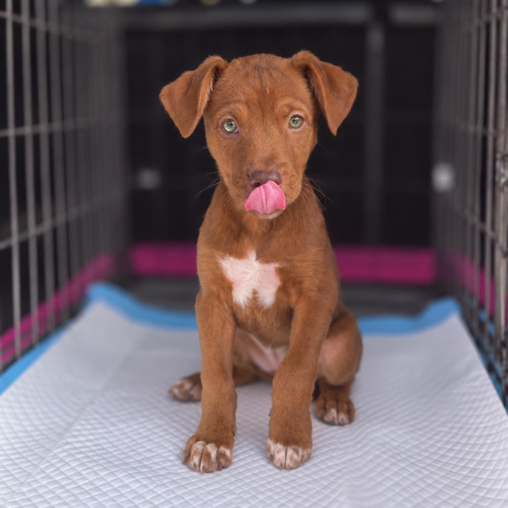 Quincy, Adoptable, Puppy Male Boxer & Mixed Breed.