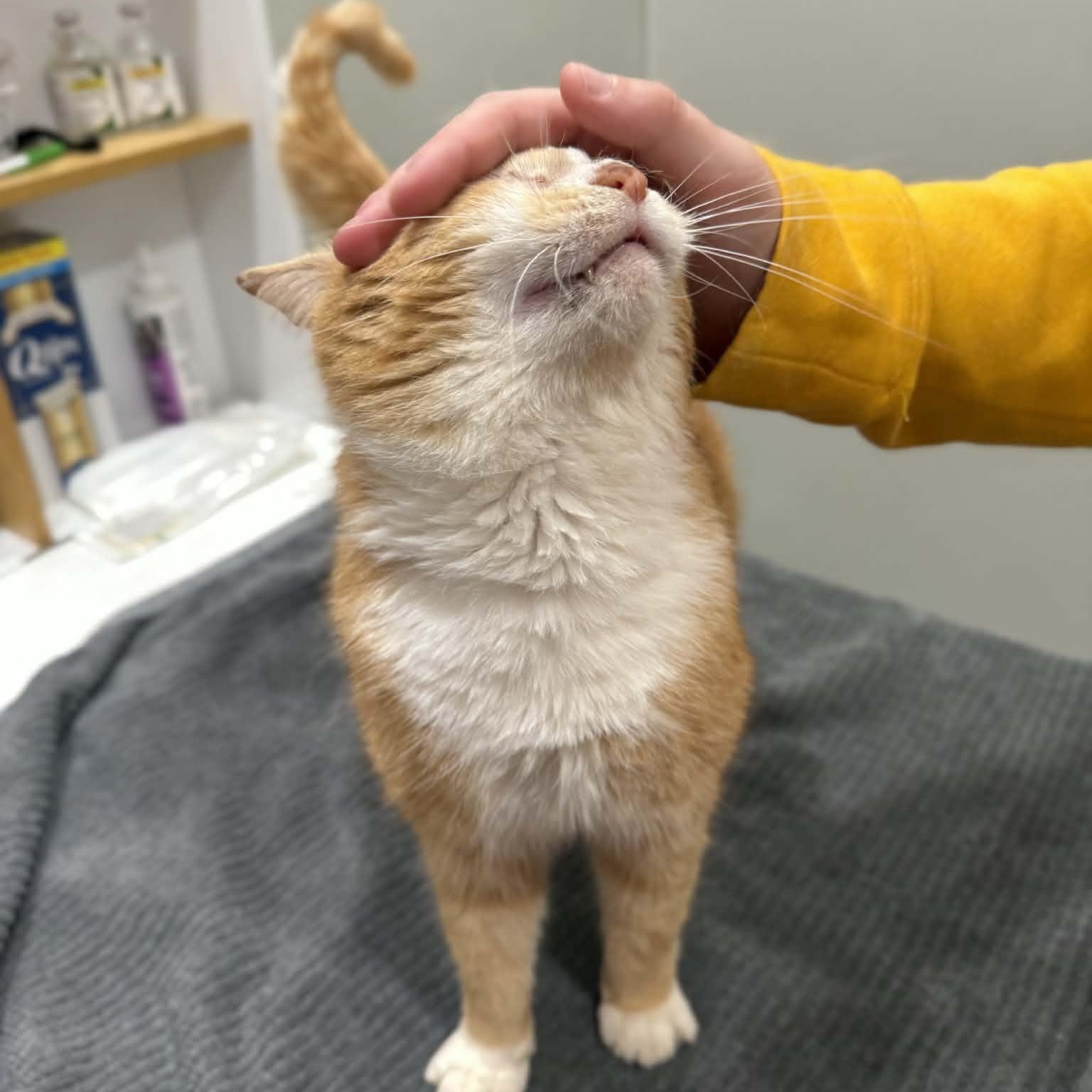 Enlarge Keith, an adopted mixed breed in Penn Yan, NY image 2/4