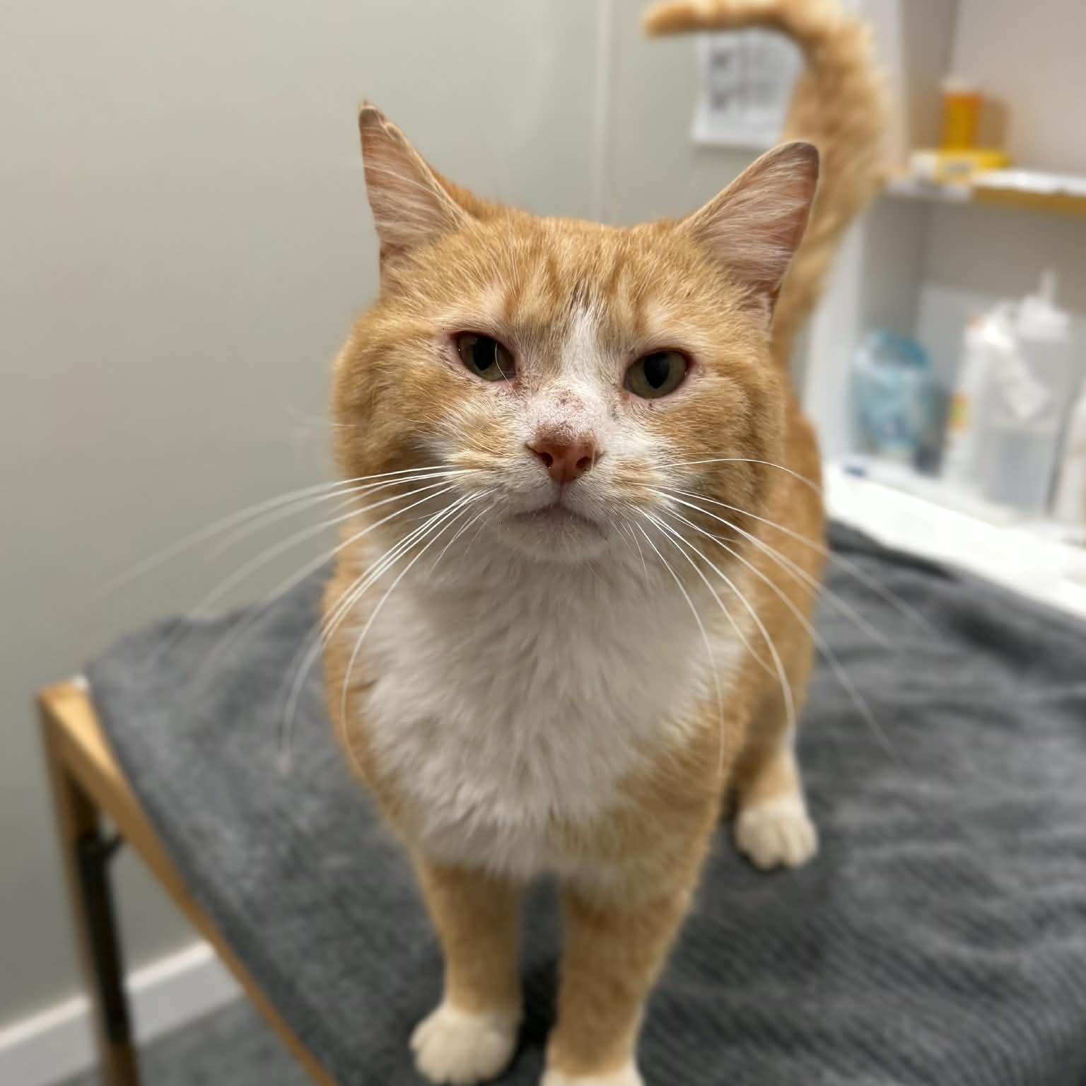 Enlarge Keith, an adopted mixed breed in Penn Yan, NY image 4/4